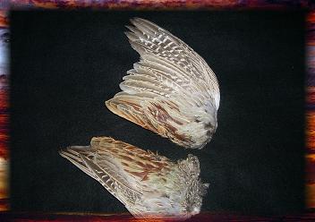 Feasent Wing Feather Fan